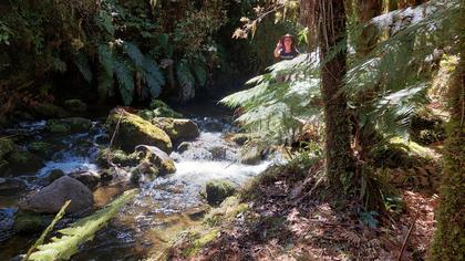 Tupapakurua Falls – pointing out a flowering dracophyllum strictum