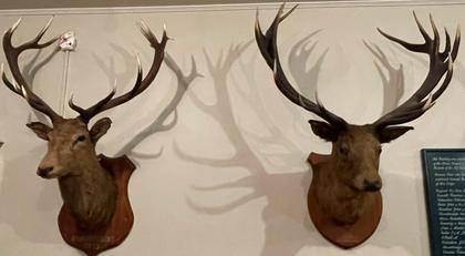 Stag heads lining the Red Deer Lodge dining room (Photo credit: Emily)