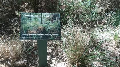 Information about wind grass. Photo credit: Maj-Britt.