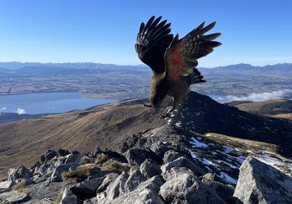 Kea landing