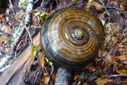 Plenty of Powelliphanta to be found