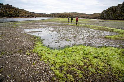 Mud, shells and algae