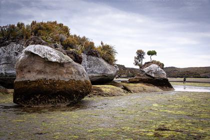 Weathered rocks and a bonsai tree