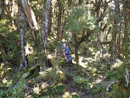 Trampers in the goblin forest, East Holdsworth