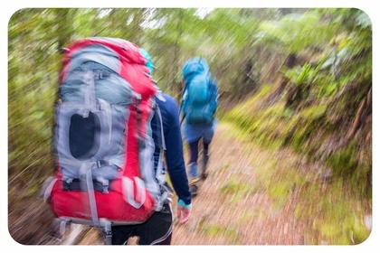 Walking along the Orongorongo Track Remutaka Forest Park