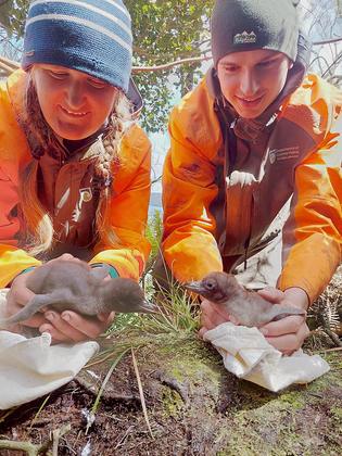 DOC Rangers with Hoiho chicks Rakiura