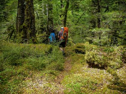 On the track down Hut Creek to the Milford Road carpark