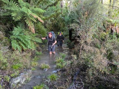 The track out of Tutuwai Hut in the morning.
