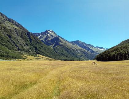 Walking up the long Ahuriri Valley with Mt Huxley on far distant skyline