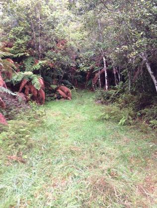 Beware of inviting gaps that lead into the bush!
