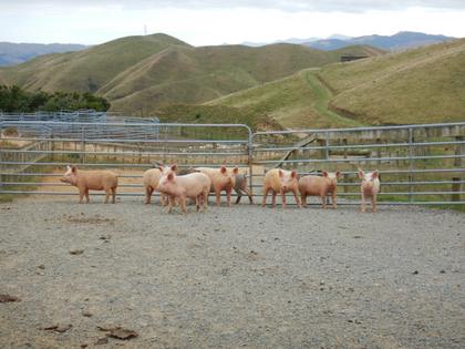 A group of pigs in front of a gate