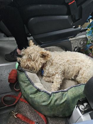 Sophie all tuckered out! credit Sara