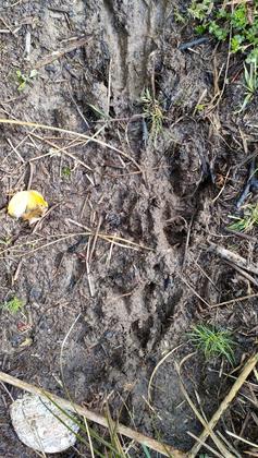 Mud and kiwi footprints
