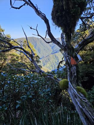 View of Cone Ridge through the bush (on our way down from Maungahuka Hut), credit Sara