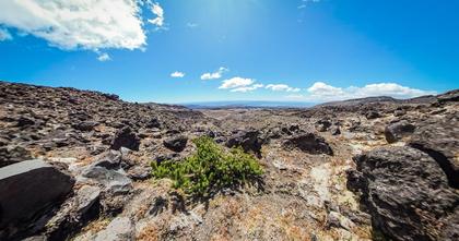 The wilding pine on the north-western side of Mt Ruapehu