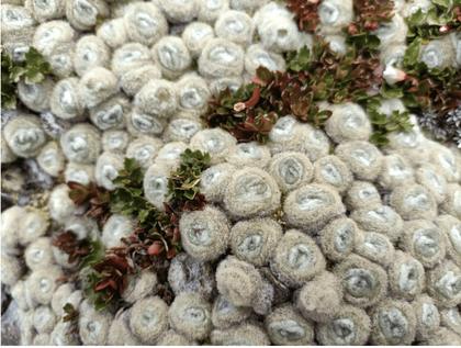 Vegetable sheep moss of Moss Pass (Credit: Josh)