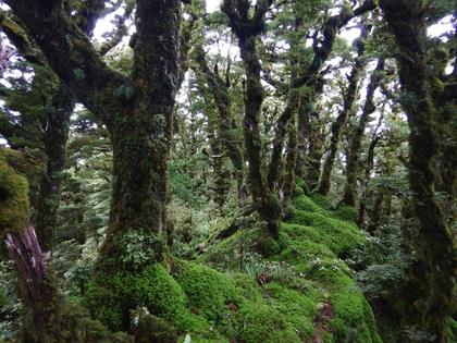 Mossy bush near Papatahi (and a rare track marker)