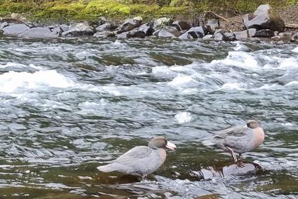 Two whio on a river