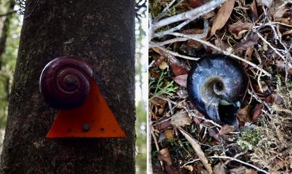 Remnants of giant land snails