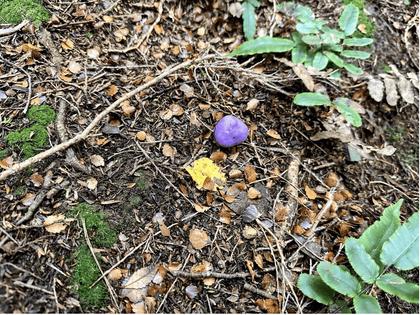 Violet Pouch mushroom on the Gentle Annie Track. Photo credit: Lia