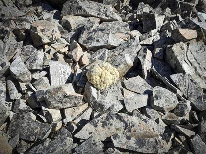 Vegetable 'Lamb'on Mt Princess