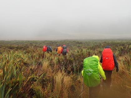 Ahukawakawa Swamp