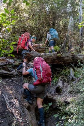 One of the few big steps on the Waipakihi Track. Photo credit: Ian