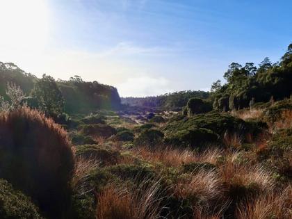 View across the tussocky moorland from near the Moa Park Shelter.