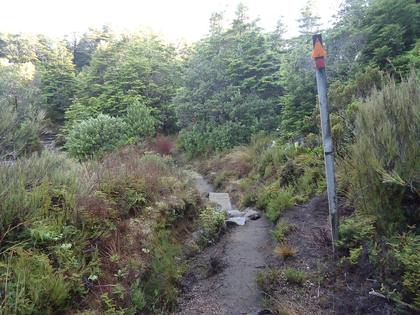 The track to Mangatepopo has some nice variety