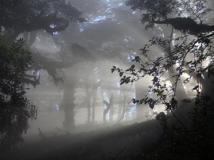 Misty Tops