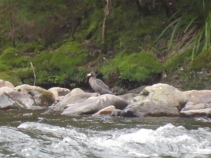 Whio near the Lodge