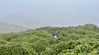 Disappearing into the bushes – progress was sometimes quite slow going