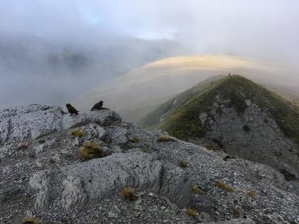 Kea on top of a mountain in cloud