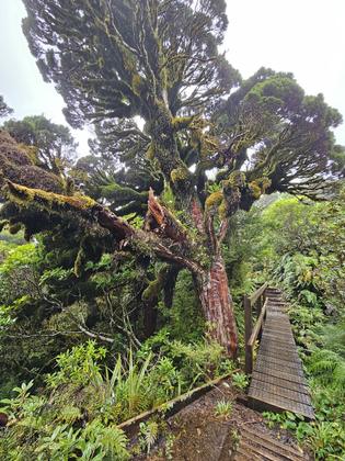 Boardwalks all the way to Pouakai Hut – very accessible!