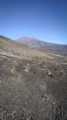Easy travel above the scrubline on the way to Pukekaikiore