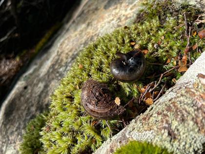 Snails! (Photo credit: Lynsey)