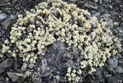 Vegetable sheep Haastia recurva growing in the scree