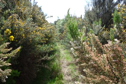 gorse alley