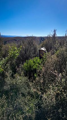 Pushing through tall scrub on the way to Pukekaikiore