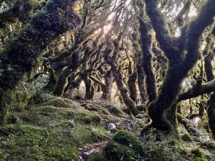 Goblin Forest on the Baldy Track