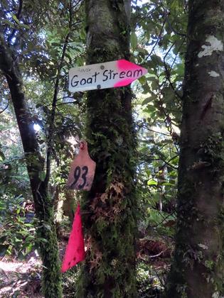 Pink signs on a tree