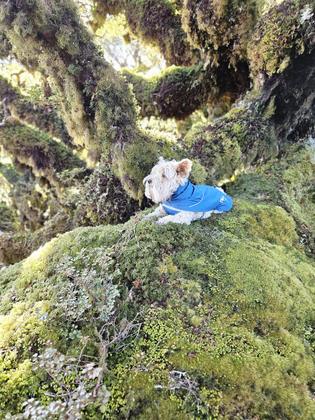 Sophie relaxing on the moss during Day 2, credit Sara
