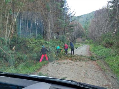 Saturday morning. Clearing a fallen pine from the road.