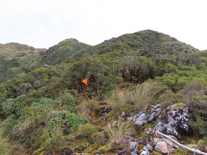 An orange track marker amongst bush