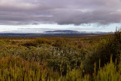 Pukeonake
