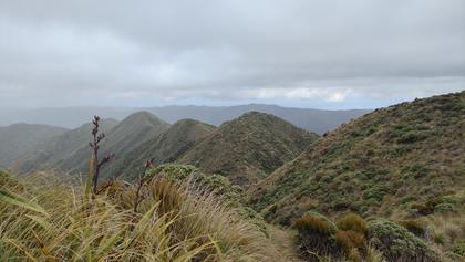 Ups and downs between Pukematawai and Dracophyllum