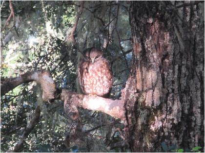Cute and sleepy…A local morepork Photo: Henry