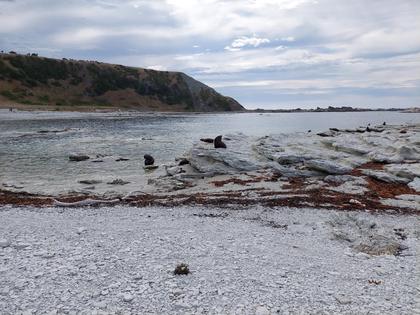 A few of the hundreds of seals we saw along the coast [Jane]