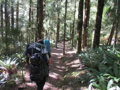 Trampers walking along Swamp Track