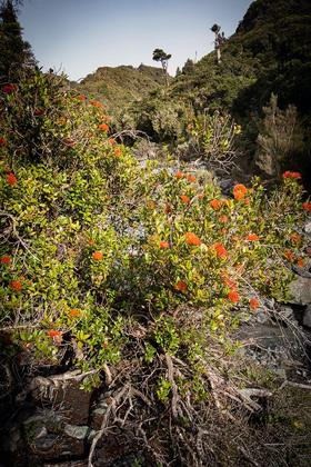 Flowering rata